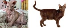 Sphynx vs Havana Brown - Breed Comparison