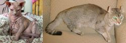 Sphynx vs Jaguarundi Curl - Breed Comparison
