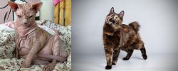 Sphynx vs Japanese Bobtail - Breed Comparison