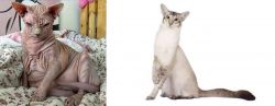 Sphynx vs Javanese - Breed Comparison