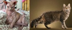 Sphynx vs LaPerm - Breed Comparison