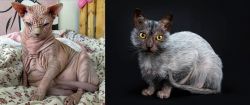 Sphynx vs Lykoi - Breed Comparison