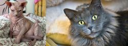 Sphynx vs Nebelung - Breed Comparison