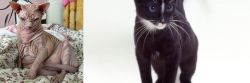Sphynx vs Ojos Azules - Breed Comparison