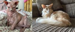 Sphynx vs Oriental Longhair - Breed Comparison