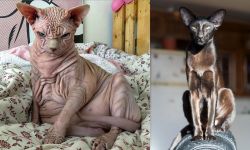 Sphynx vs Oriental Shorthair - Breed Comparison
