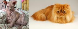 Sphynx vs Persian - Breed Comparison