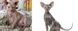 Sphynx vs Peterbald - Breed Comparison