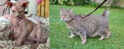 Sphynx vs Pixie-bob - Breed Comparison