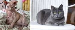 Sphynx vs Russian Blue - Breed Comparison