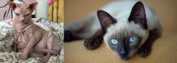 Sphynx vs Siamese - Breed Comparison