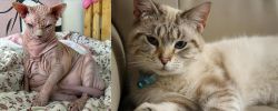 Sphynx vs Siamese/Tabby - Breed Comparison
