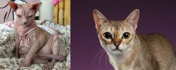 Sphynx vs Singapura - Breed Comparison