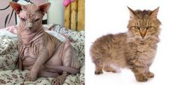 Sphynx vs Skookum - Breed Comparison