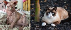 Sphynx vs Snowshoe - Breed Comparison