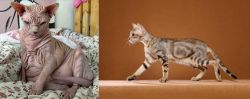 Sphynx vs Sokoke - Breed Comparison