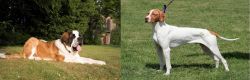 St. Bernard vs Braque Saint-Germain - Breed Comparison