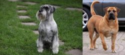 Standard Schnauzer vs Boerboel - Breed Comparison