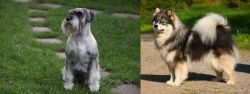 Standard Schnauzer vs Finnish Lapphund - Breed Comparison
