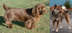Sussex Spaniel vs Shikoku - Breed Comparison