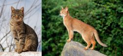 Tabby vs Abyssinian - Breed Comparison