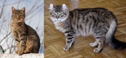 Tabby vs American Curl - Breed Comparison