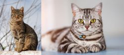 Tabby vs American Shorthair - Breed Comparison