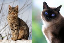 Tabby vs Applehead Siamese - Breed Comparison