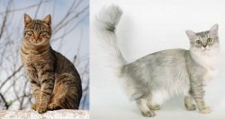 Tabby vs Asian Semi-Longhair - Breed Comparison