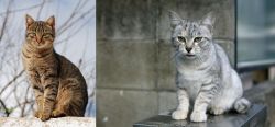 Tabby vs Australian Mist - Breed Comparison