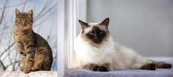 Tabby vs Balinese - Breed Comparison