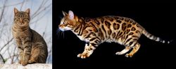 Tabby vs Bengal - Breed Comparison