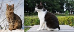 Tabby vs Bicolor - Breed Comparison