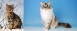Tabby vs Birman - Breed Comparison