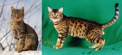 Tabby vs Bristol - Breed Comparison