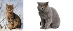 Tabby vs British Shorthair - Breed Comparison