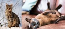 Tabby vs Burmese - Breed Comparison