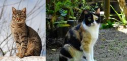 Tabby vs Calico - Breed Comparison