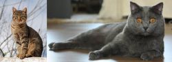 Tabby vs Chartreux - Breed Comparison