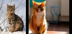 Tabby vs Chausie - Breed Comparison