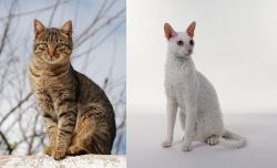 Tabby vs Cornish Rex - Breed Comparison