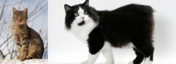 Tabby vs Cymric - Breed Comparison