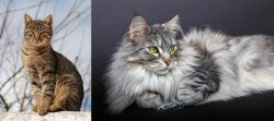 Tabby vs Domestic Longhaired Cat - Breed Comparison