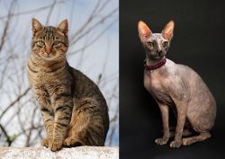 Tabby vs Don Sphynx - Breed Comparison
