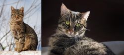 Tabby vs European Shorthair - Breed Comparison