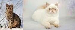 Tabby vs Exotic Shorthair - Breed Comparison