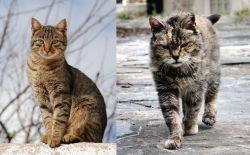 Tabby vs Farm Cat - Breed Comparison