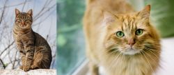 Tabby vs Ginger Tabby - Breed Comparison