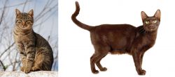 Tabby vs Havana Brown - Breed Comparison