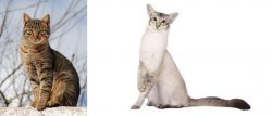 Tabby vs Javanese - Breed Comparison